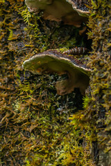 mushrooms on trees in the forest