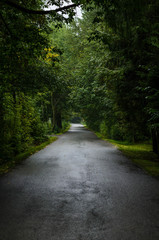 Road through a green forest after rain