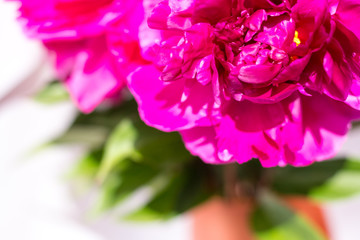 Red peony close-up. On light background. Soft image. Horizontal photo. Summer. The view from the top.