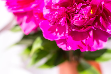 Fototapeta premium Red peony close-up. On light background. Soft image. Horizontal photo. Summer. The view from the top.
