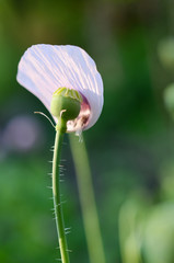 flower of a poppy