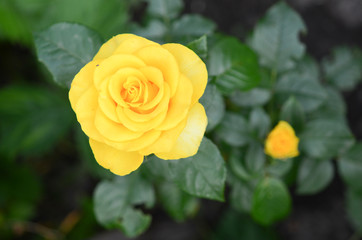 Yellow roses in the garden