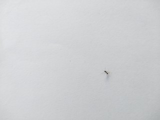 an ant at home with a white background