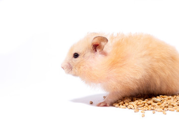 big fluffy red hamster eats grain, isolate