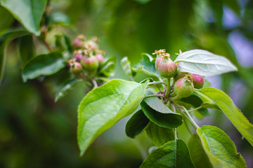 A branch of a tree with small fruits.