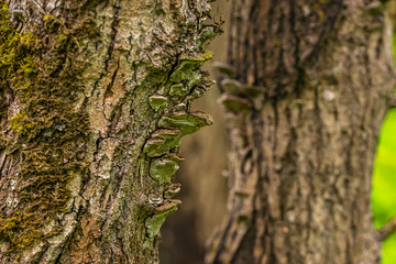 mushrooms on trees in the forest
