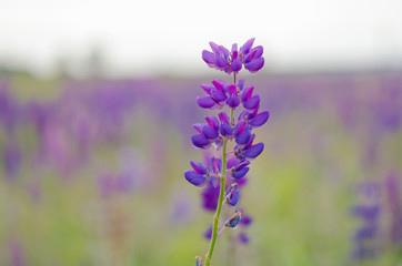Lupine meadow grass summer day 