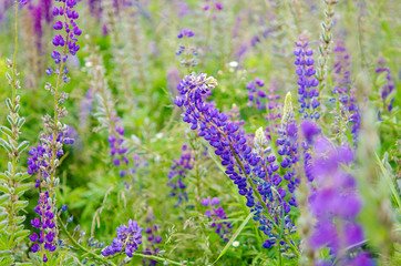 Lupine meadow grass summer day 