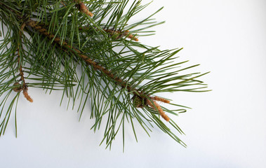 A pine branch is isolated on a white background. The concept of the new year and Christmas