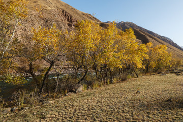 Naklejka premium Trees with yellow leaves on the banks of a mountain river. Autumn landscape. Kokemeren river, Kyrgyzstan.