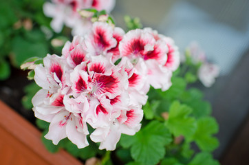 Geranium - flowers, street decor close-up