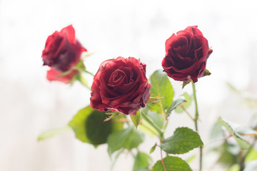 rose flower bouquet Valentine's Day mothers Day birthday celebration decoration