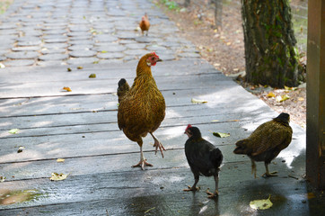 Chicken and two poultry on a wooden floor