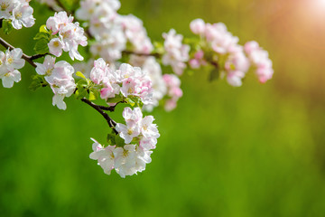 appletree blossom branch in the garden in spring
