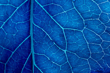 Leaf texture with wood closeup. Blue leaf with veins top view. Natural floral background in dark blue.