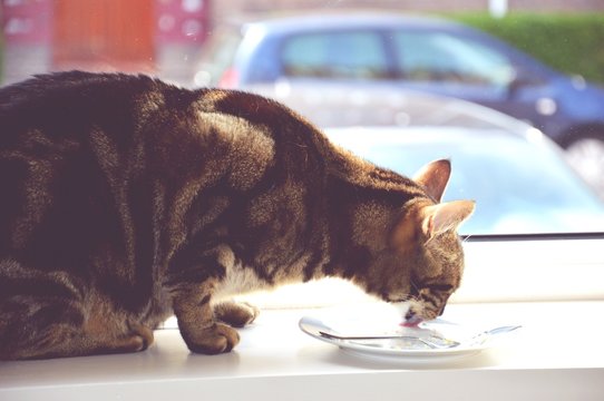 Side View Of Cat Licking Plate