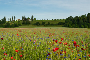 Eine bunte Blumenwiese