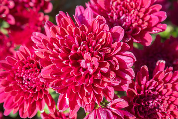 Red Chrysanthemum or Mums Flowers on Green Leaves Background in Garden with Natural Light on Flatlay View