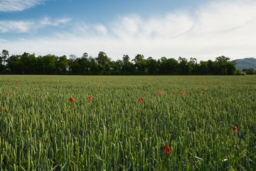 Ein Weizenfeld mit Mohnblumen