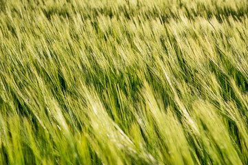 Nice rolling green field. Agricultural field with barley. Beautiful field of cereals (wheat, barley, oats) green on a sunny spring day.