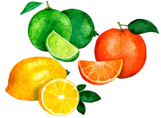 Watercolor set citrus lime lemon orange whole and slices