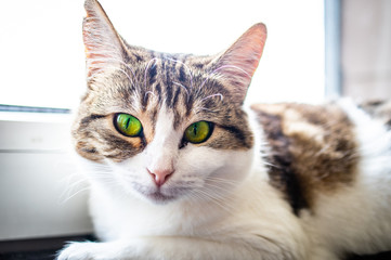 Naklejka na ściany i meble European shorthair cat with a penetrating look and green eyes