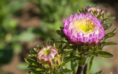 Fototapeta premium Pink Chrysanthemum or Mums Flowers on Green Leaves Background in Garden with Natural Light on Right Frame