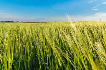 Nice rolling green field. Agricultural field with barley. Beautiful field of cereals (wheat, barley, oats) green on a sunny spring day.