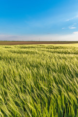 Nice rolling green field. Agricultural field with barley. Beautiful field of cereals (wheat, barley, oats) green on a sunny spring day.