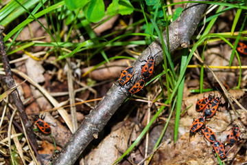 forest bugs on the grass in the summer Park.