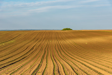 View of corn leaves growth in a field at spring. Field with young corn. The lines and circules in nature