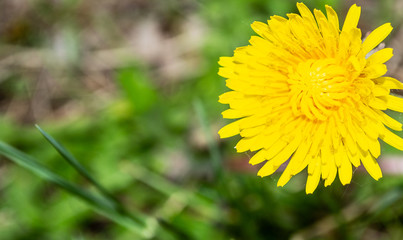 yellow flower