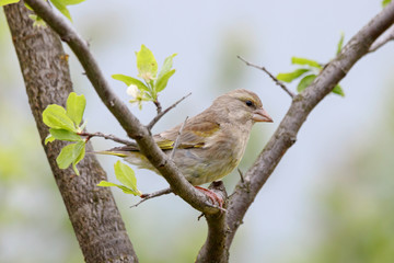 European greenfinch Chloris chloris feemale sitting on branch of garden tree. Cute brown green songbird in wildlife.