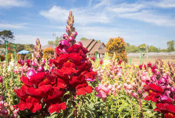 Obraz premium Red Snapdragon Flowers or Antirrhinum Majus with Natural Light in Garden on Blue Sky Background