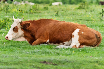 Cows lying in the green grass 