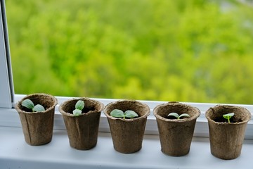 seedlings in pots on the windowsill. home growing vegetables on the balcony