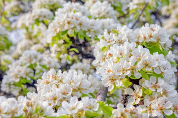 blooming pear branches as background