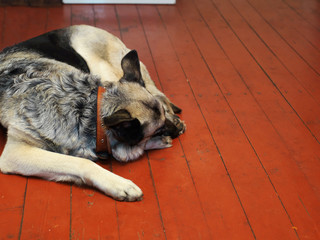 Dog sleeping on the wooden floor