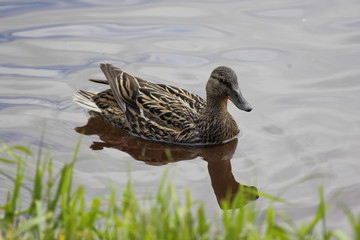 One mallard duck Female close up on the water near the shore with green grass on a summer day