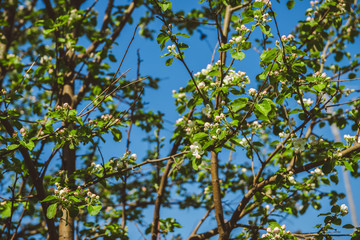 Blooming aplle tree in the garden. Selective focus. 