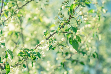Fototapeta na wymiar Blooming aplle tree in the garden. Selective focus. 