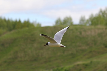 A white tern bird flies fast against the background of a green coast hill on a summer day