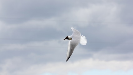 A white gull flies fast in the sky against the background of wires
