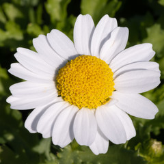 Macro of a white daisy on a green background, the blossom of camomile herb concept