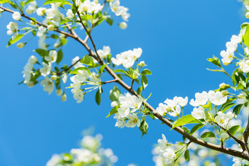Blooming aplle tree in the garden. Selective focus. 