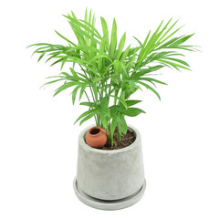 Green howea palm-tree in mortar pot isolated on white background. Green decoration and living.