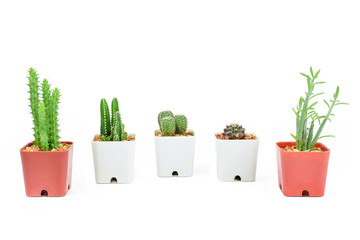 Collection of various potted cactus isolated on white background. Green decoration and living.