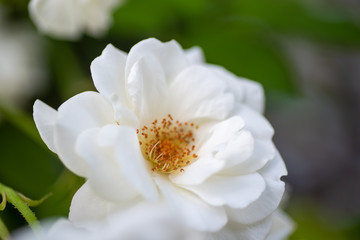 white rose flower