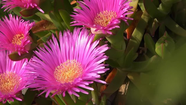 Carpobrotus (acinaciformis) flowers close-up, Turkey