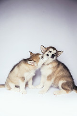 Malamute dog puppies studio white background